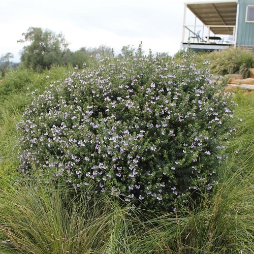 Westringia Naringa - 2Ltr