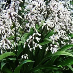 Arthropodium c. White Knight