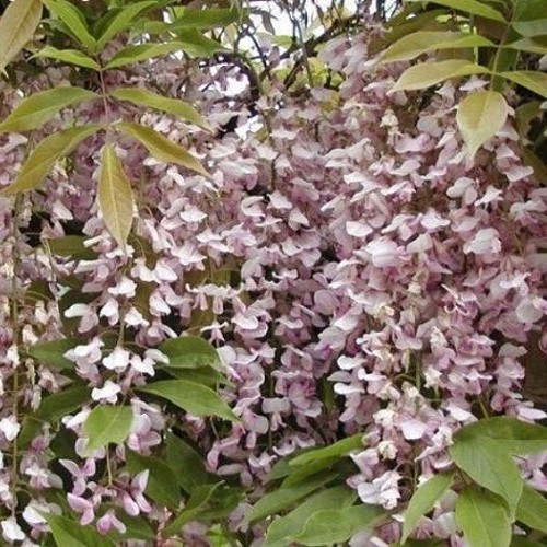 Wisteria fl. Lipstick - Pb12/Pb18