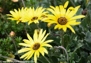 Arctotis x Yellow, African daisy - 2L - Image 2