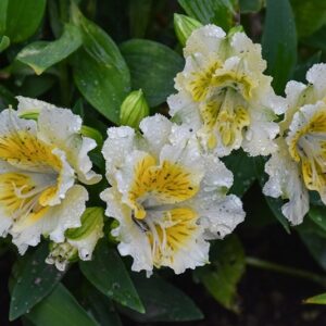 Alstroemeria Princess Yentl
