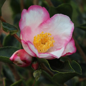 Camellia Yoimachi
