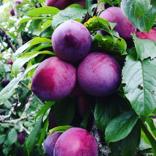 Plum Black Doris - Pb18